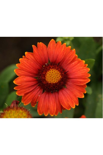 Квітка ’Arizona Red Shades’ з бордовою серединкою